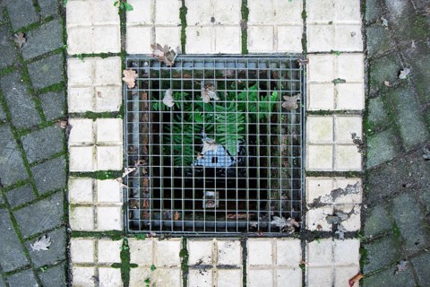 Green fern growing out of a sewage shaft