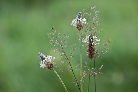Ribwort plantain