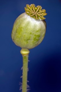 Still green capsule of the opium poppy