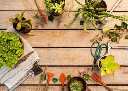 Composition different plants tools