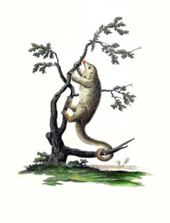 Mammals