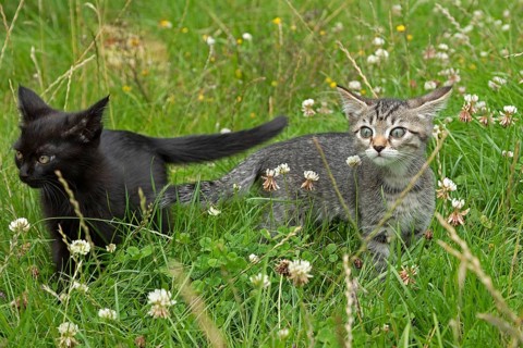 Two nine-week-old kittens sitting together in the grass
