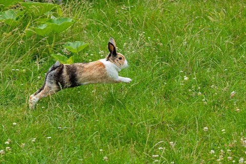 Dutch rabbit jumps