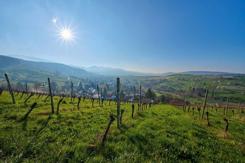 Vineyards