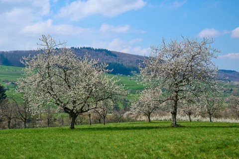 Cherry trees