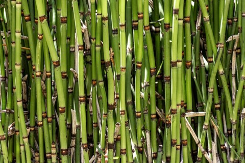 Front view bamboo sticks