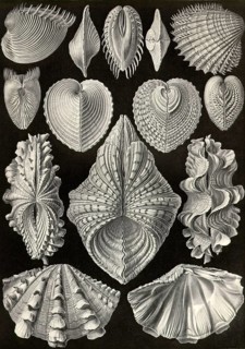 Acephala