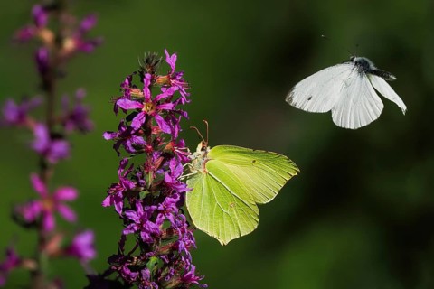 Brimstone