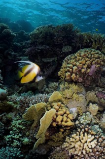 Red sea bannerfish