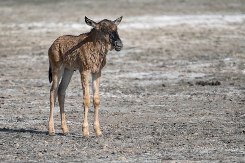 Wildebeest