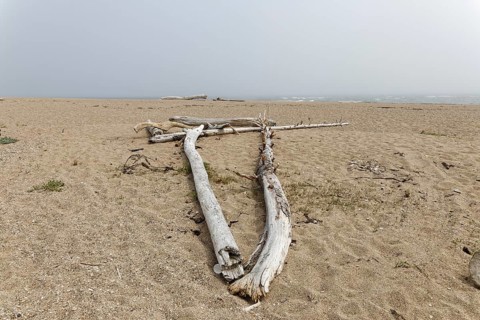 Driftwood on the beach