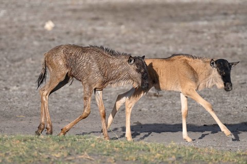 Wildebeest
