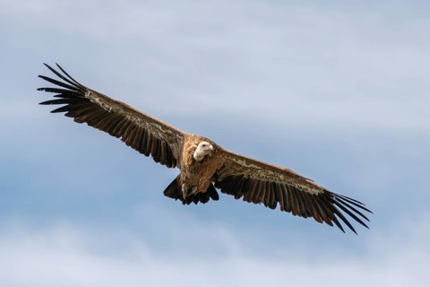 Griffon Vulture