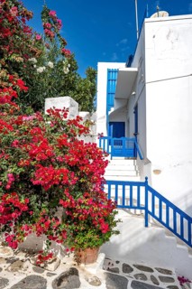 White Cycladic houses with red bougainvillea
