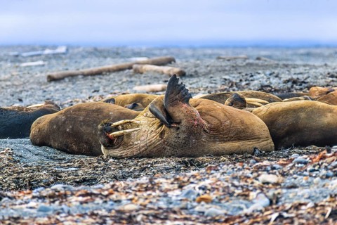 Walrus on a resting on a beach in arctic