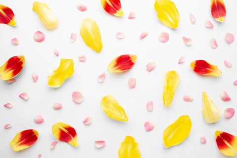 Flat lay tulip petals