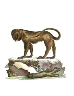 Mammals