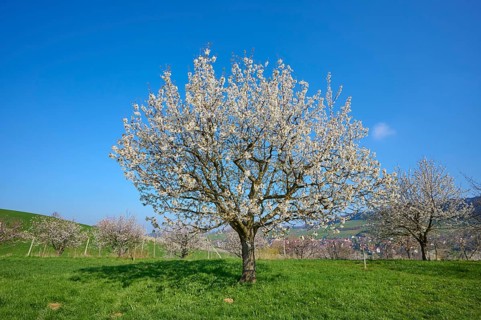 Cherry tree
