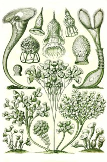 Ciliata