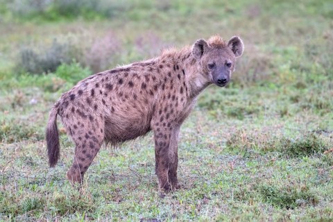 Spotted hyena
