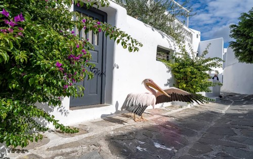 Pelican Petros