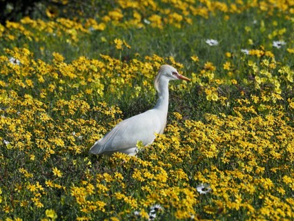 Yellow-billed egret