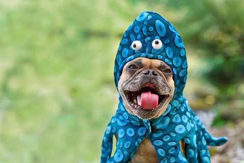 Funny French Bulldog dog wearing octopus Halloween costume