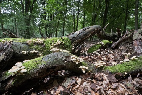 Sulphur tuft