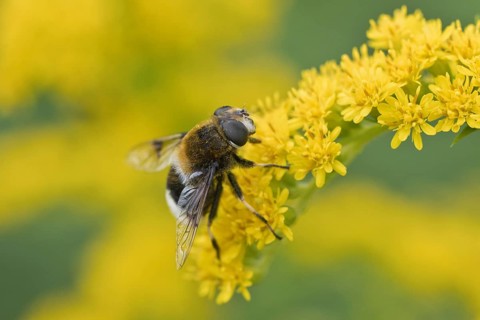 Bumblebee wedgewing