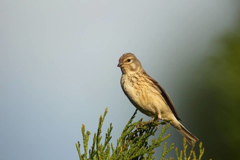 Linnet