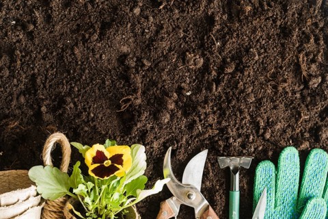 Peat pots pansy plant gardening tools gloves soil