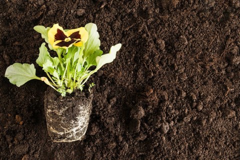 Yellow pansy flower plant fertile soil
