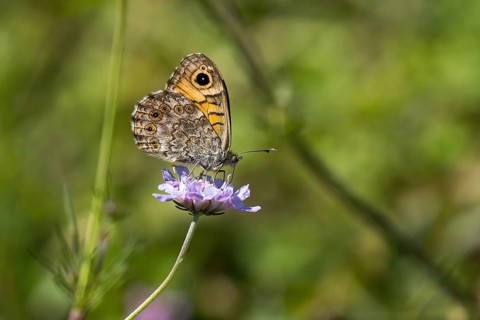 Wall brown