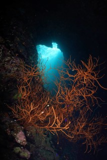 Black wire coral