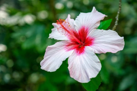 (Hibiscus syriacus) tropical white flower in a garden close up. It is a national flower of South