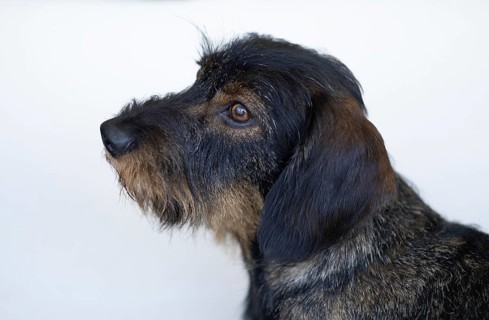 Rough-haired dachshund