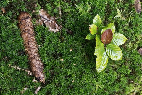 Young copper beech