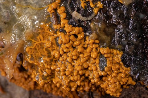 Slime mould Plasmodium multinucleate gelatinous orange mass on tree trunk
