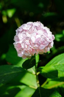 Blooming Hortensia