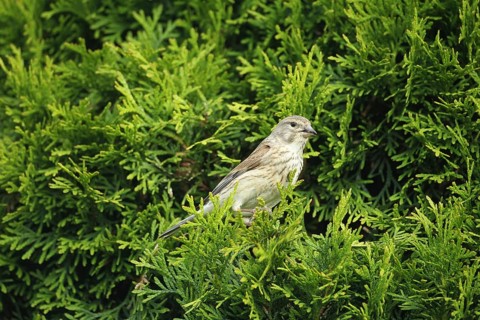 Linnet
