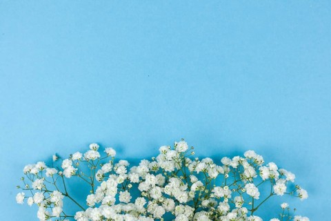 Beautiful white baby s breath flowers arranged blue backdrop