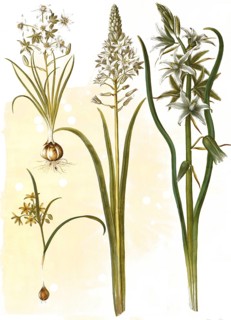 (Ornithogalum umbellatum), diet-bird's milk, Ornithogalum pyramidale, Pyramid bird's milk, Forest