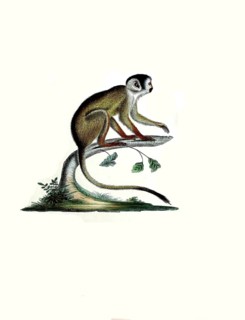 Mammals