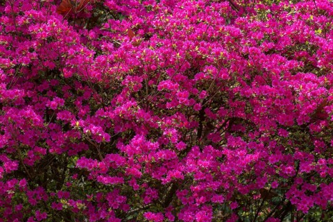 Red flowering azalea