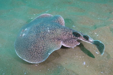 Variable gulf torpedo