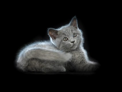 British Shorthair male