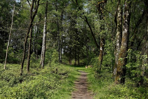 Forest path