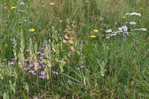 Wildflower meadow with hawkweed