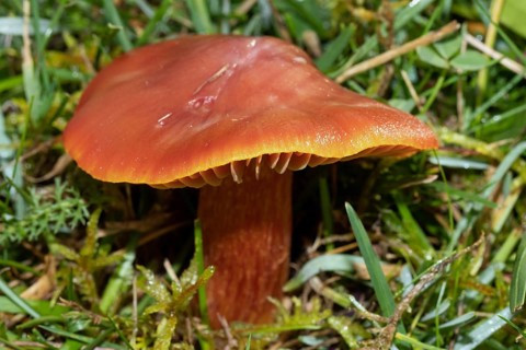 Cherry red sapling Fruiting body with cherry red cap and stalk in green grass