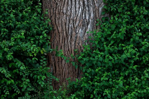 Tree trunk of an old lime tree